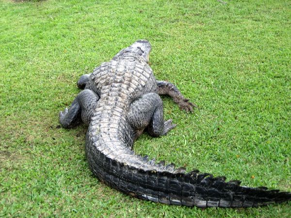 Everglades